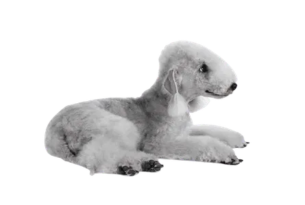 Bedlington Terrier (4)
