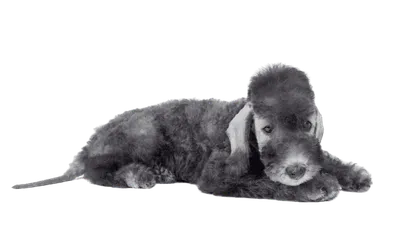 Bedlington Terrier (5)