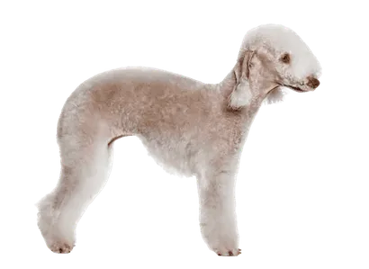 Bedlington Terrier (1)