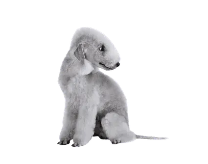 Bedlington Terrier (3)