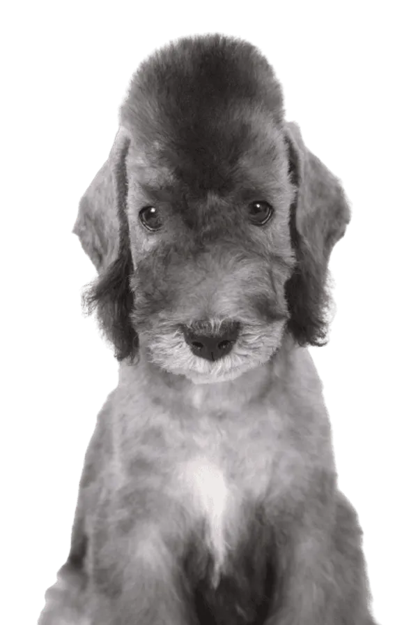 Bedlington Terrier Bild