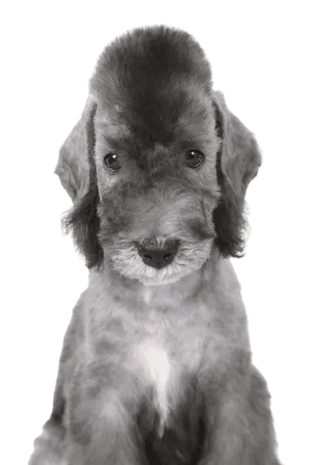 Bild für Bedlington Terrier