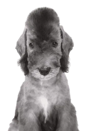 Bedlington Terrier