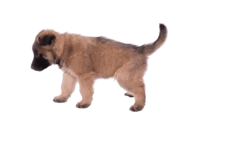 Belgischer-Schaeferhund-6