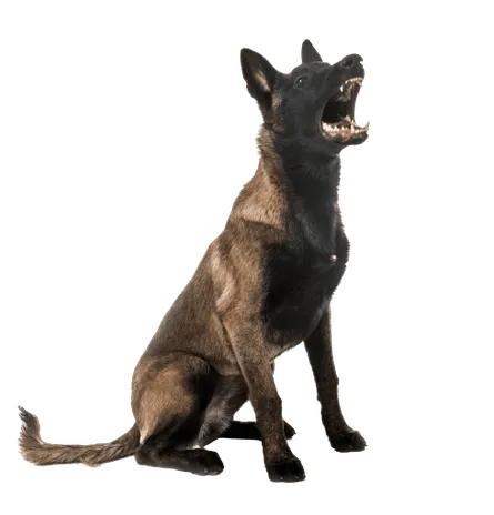Belgischer-Schaeferhund-5