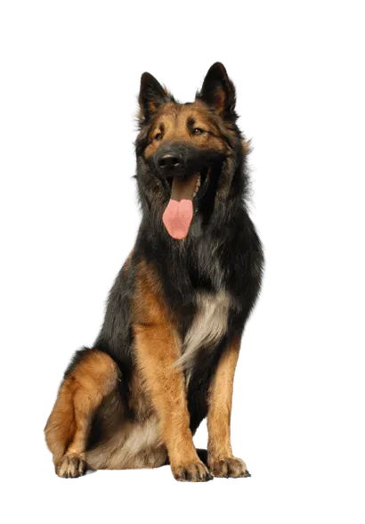 Belgischer-Schaeferhund-3