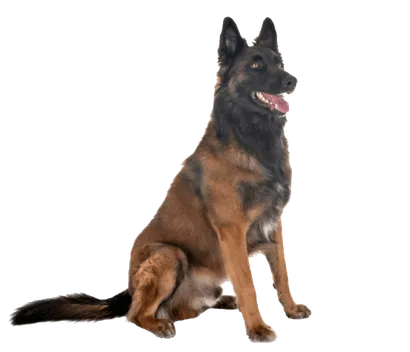 Belgischer-Schaeferhund-4