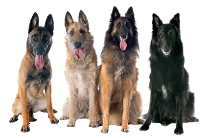 Belgischer-Schaeferhund-2