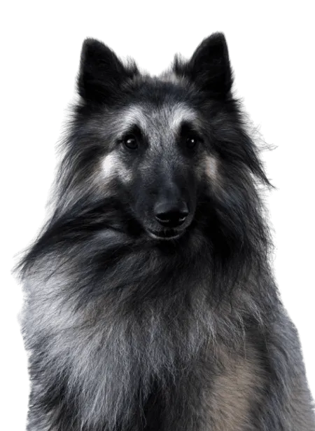 Bild für Belgischer Schäferhund
