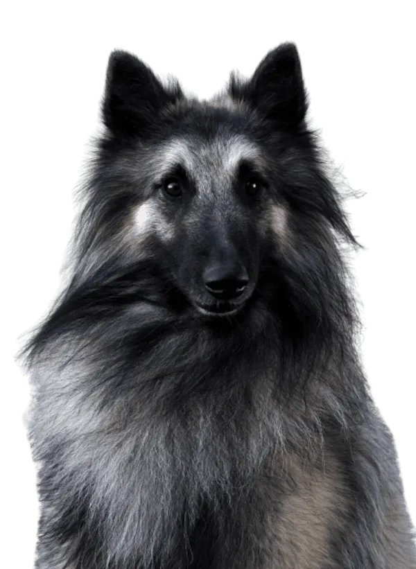 Belgischer Schäferhund Bild