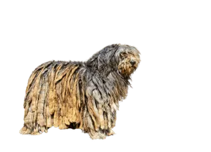 Bergamasker-Hirtenhund-1