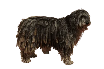 Bergamasker-Hirtenhund-4