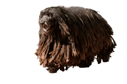 Bergamasker-Hirtenhund-3