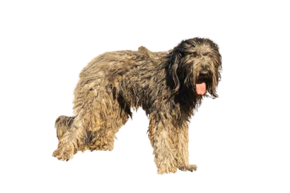 Bergamasker-Hirtenhund-5