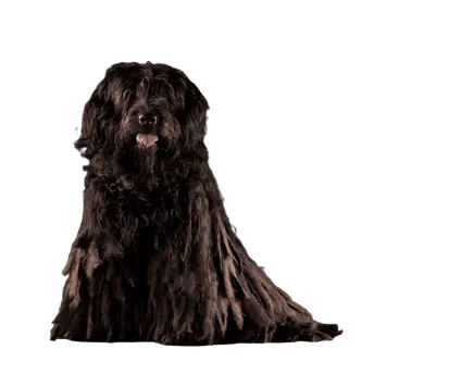 Bergamasker-Hirtenhund-2