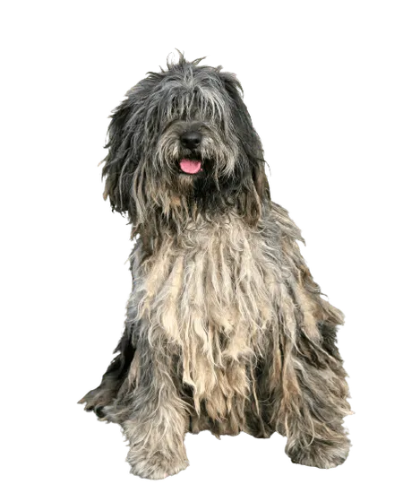 Bild für Bergamasker Hirtenhund