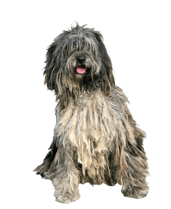 Bergamasker Hirtenhund Bild