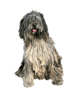 Bergamasker Hirtenhund