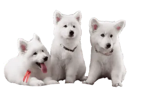Berger Blanc Suisse