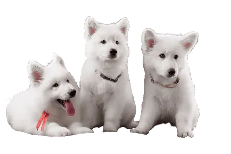 Berger Blanc Suisse