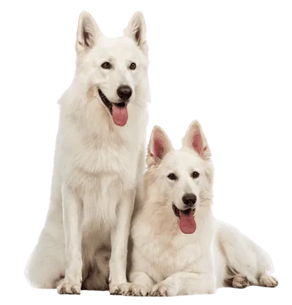 Berger Blanc Suisse