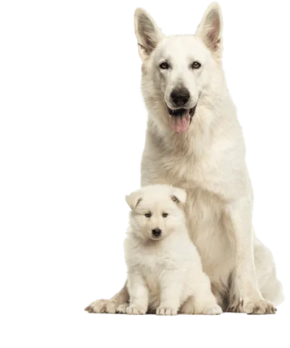 Berger Blanc Suisse