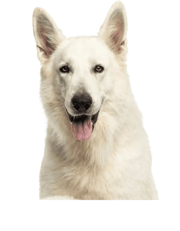 Berger Blanc Suisse Bild