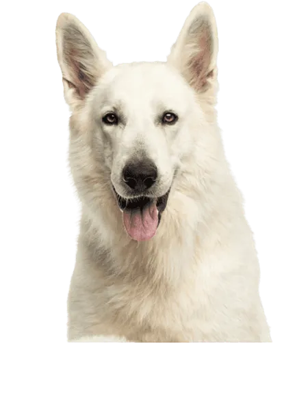 Bild für Berger Blanc Suisse