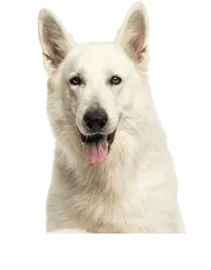 Berger Blanc Suisse