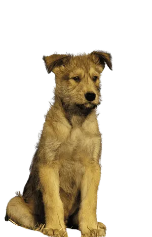 Berger-de-Picardie-6