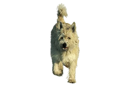 Berger-de-Picardie-5