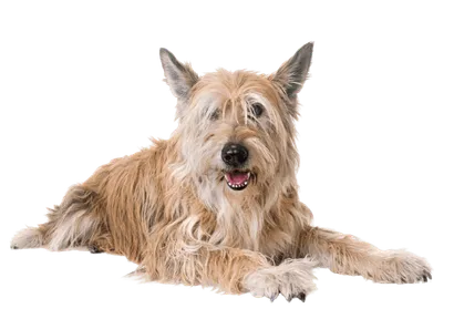 Berger-de-Picardie-3