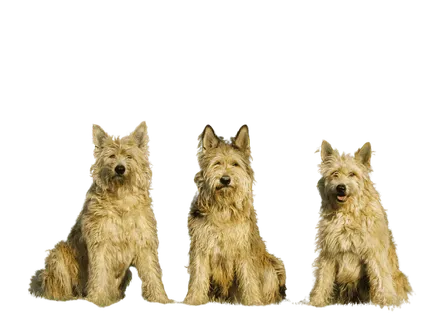 Berger-de-Picardie-2