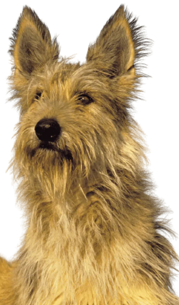 Berger de Picardie Bild