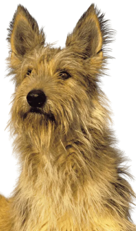 Bild für Berger de Picardie