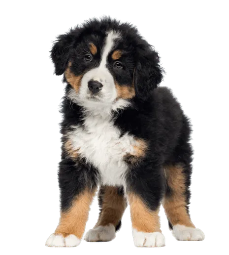 Berner Sennenhund Puppy