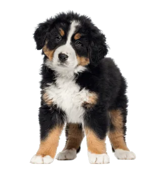 Berner Sennenhund Puppy