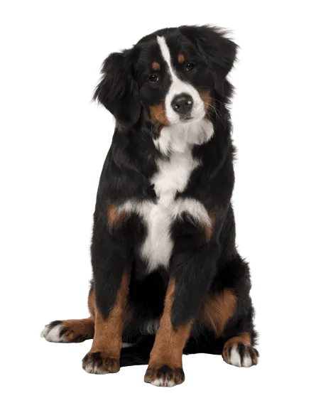 Berner Sennenhund 3