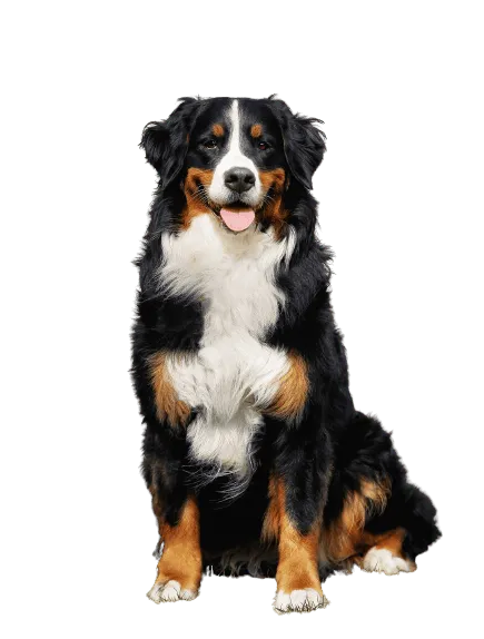 Berner Sennenhund 4