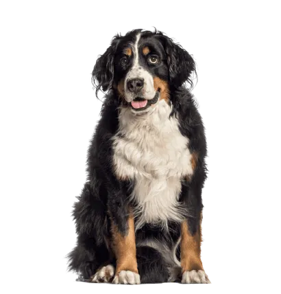 Berner Sennenhund Senior