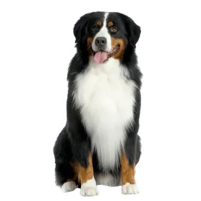 Berner Sennenhund (1)