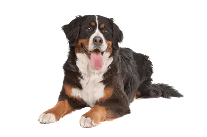 Berner Sennenhund