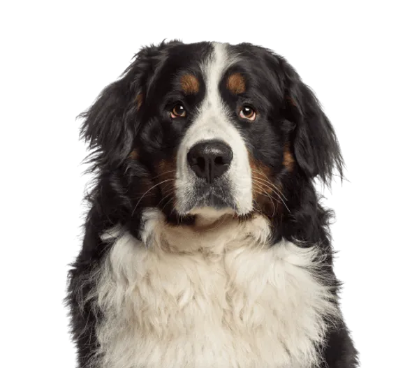 Berner Sennenhund Bild