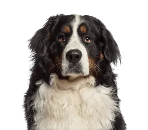 Berner Sennenhund