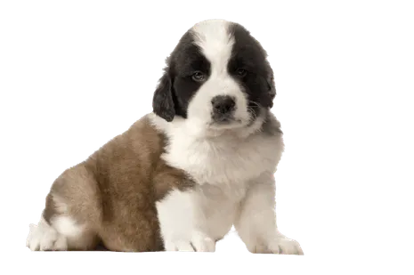 Bernhardiner Puppy