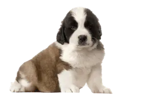 Bernhardiner Puppy