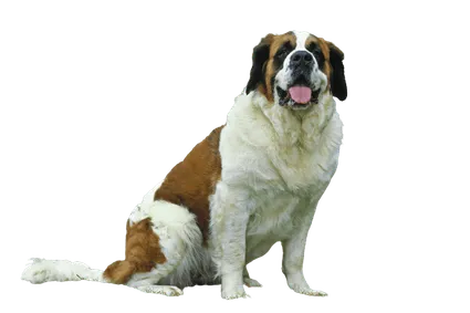 Bernhardiner - Herkunft und Geschichte