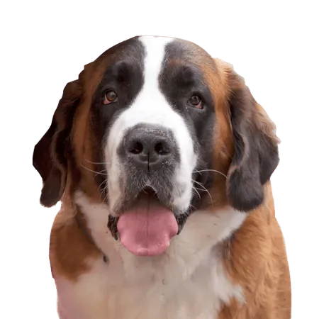 Bild für Bernhardiner