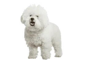 Bichon Frise 1