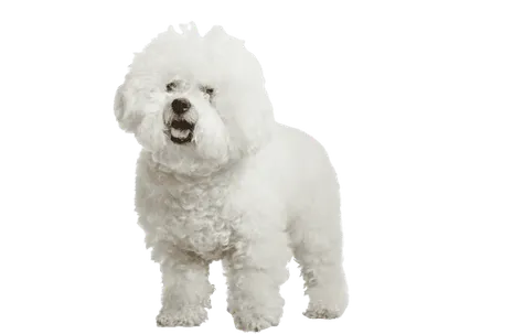 Bichon Frise 1